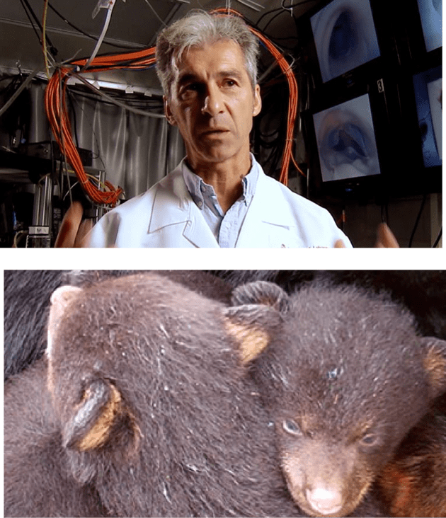 Doctor mid interview and two brown bear cubs